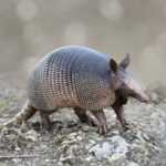 What Happens When You Shoot an Armadillo?