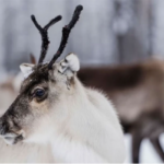 Reindeer can change eye color to “match” the long winter months