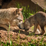 What happens if you put a puppy next to a newborn wolf?