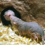 Animals That Have the Ability to “Become Stars” on Earth