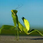 Mantis religiosa: The Enigmatic Predator of the Insect World