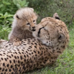 10 Animals’ Unique Ways of Raising Their Children