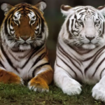 Introduction to tigers and the world’s largest tiger