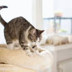 Why Do Cats Knead?