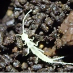 New Arthropod Species Discovered in Underground Cave in Canada