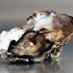 How Do Oysters Create Pearls?