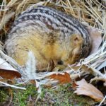 Squirrels Can Sleep for More Than 6 Months Without Drinking Water