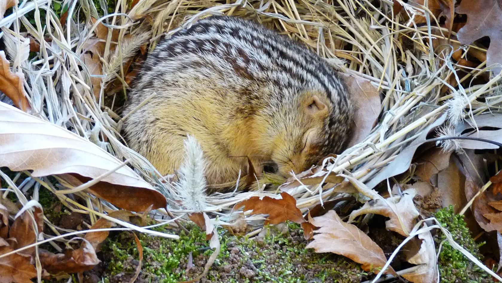 Squirrels Can Sleep for More Than 6 Months Without Drinking Water