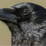 Crows Have the Ability to Think Consciously Like Humans