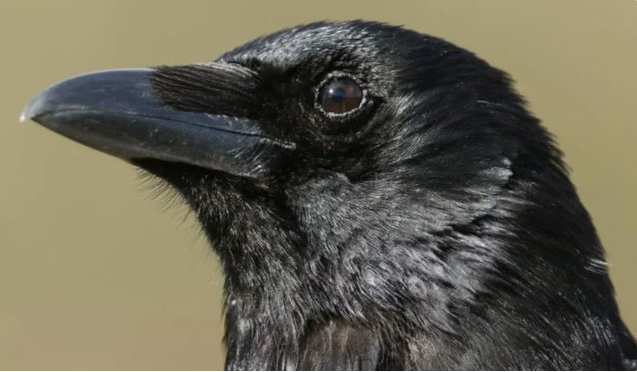 Crows Have the Ability to Think Consciously Like Humans