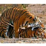 Love Story of the King of the Jungle