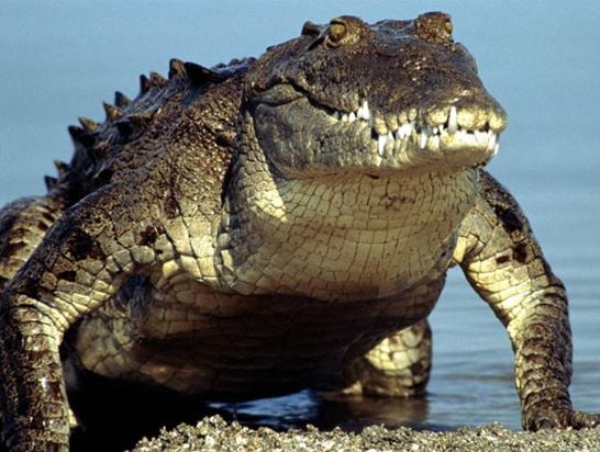 Interesting Facts About Crocodiles