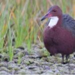 Ancient Extinct Bird Revived from the Dead