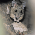 Discovery of “Sixth Sense” in Mice: A Breakthrough in Neural Interface Technology