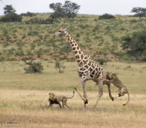 Animals That Can Kill Lions in the Wild: Nature’s Apex Predators Revealed