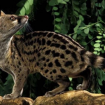 Unveiling the Enigma: The Madagascar Civet and Its Astounding Eight-Hour Mating Ritual