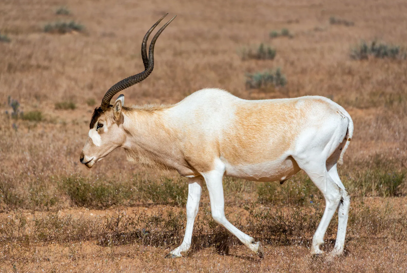 The Largest Animals That Lived in the Desert, Still Exist Today