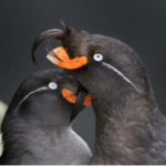 Nature’s Most Fragrant Creatures: Animals That Emit Enchanting Scentsng