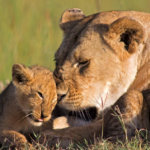 The Evolutionary Mystery of Filial Cannibalism