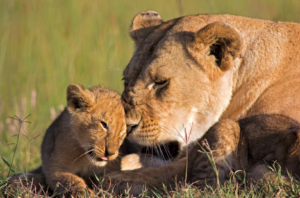 The Evolutionary Mystery of Filial Cannibalism