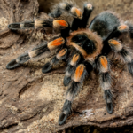 Interesting Facts About Tarantula Spiders