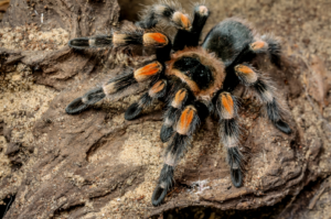 Interesting Facts About Tarantula Spiders