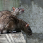 The Crucial Role of Rats in the Ecosystem