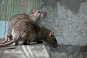 The Crucial Role of Rats in the Ecosystem
