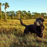 How Do Stray Dogs Find Their Way Home?