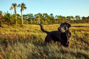 How Do Stray Dogs Find Their Way Home?
