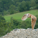 The Mystery of the Bird That Heralds Death – A Bird Shrouded in Folklore and Fear