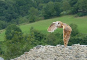 The Mystery of the Bird That Heralds Death – A Bird Shrouded in Folklore and Fear