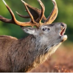 The Emergence of the “Zombie Deer Disease” in America