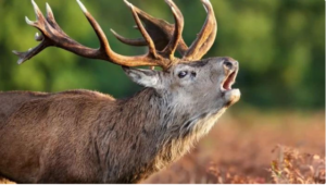 The Emergence of the “Zombie Deer Disease” in America