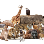 How Many Animals Have Ever Existed on Earth?