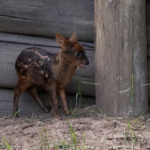 World’s Smallest Pudu Born in Argentine Biological Park