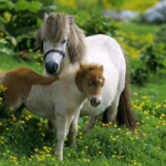 The World’s Most Unique Dwarf Horse Species