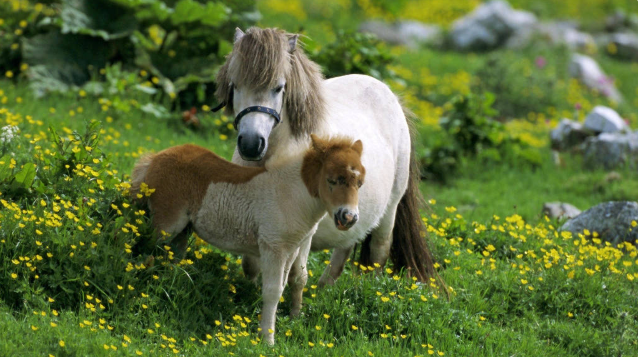 The World’s Most Unique Dwarf Horse Species