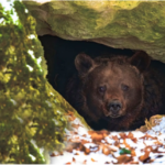 What Happens If You Wake Up a Hibernating Bear?