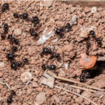 The Remarkable Foraging Strategy of Ants