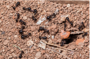 The Remarkable Foraging Strategy of Ants