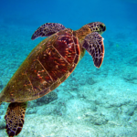 Exploring the Longest Migrations in the Natural World