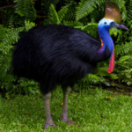 The most dangerous bird in the world recognized by Guinness World Record