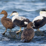 What is a Sea Duck?