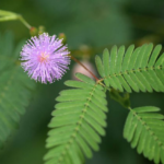Top 5 plants with special abilities