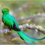 The Rarest Bird in the World: Why It Cannot Be Kept in Captivity