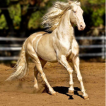 Akhal-Teke – The Most Beautiful Horse in the World, with Sweat as Red as Blood