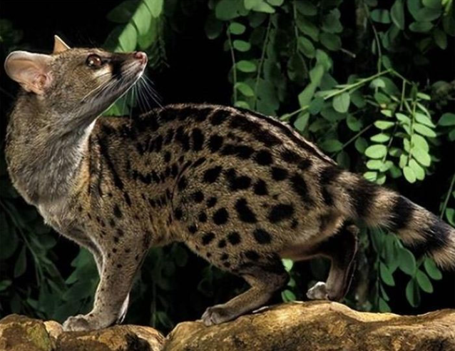 Unveiling the Enigma: The Madagascar Civet and Its Astounding Eight-Hour Mating Ritual