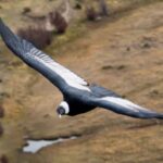 Andean Condor – The Bird That Can Fly for 5 Hours Without Flapping Its Wings