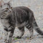 Tail Posture Reveals Cat’s Mood